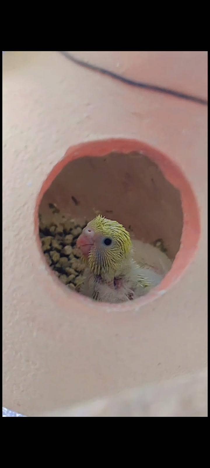 Undersize budgies 4