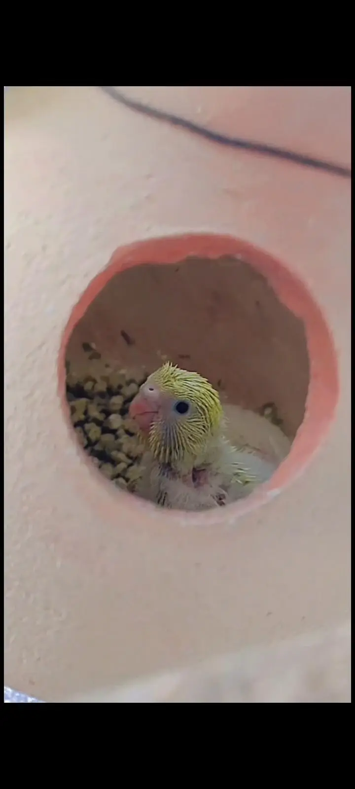 Undersize budgies — photo 5