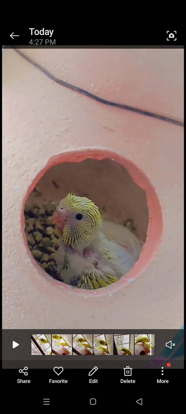 Undersize budgies 5