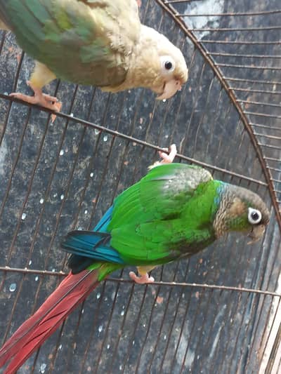 Conure and Eno cocktail