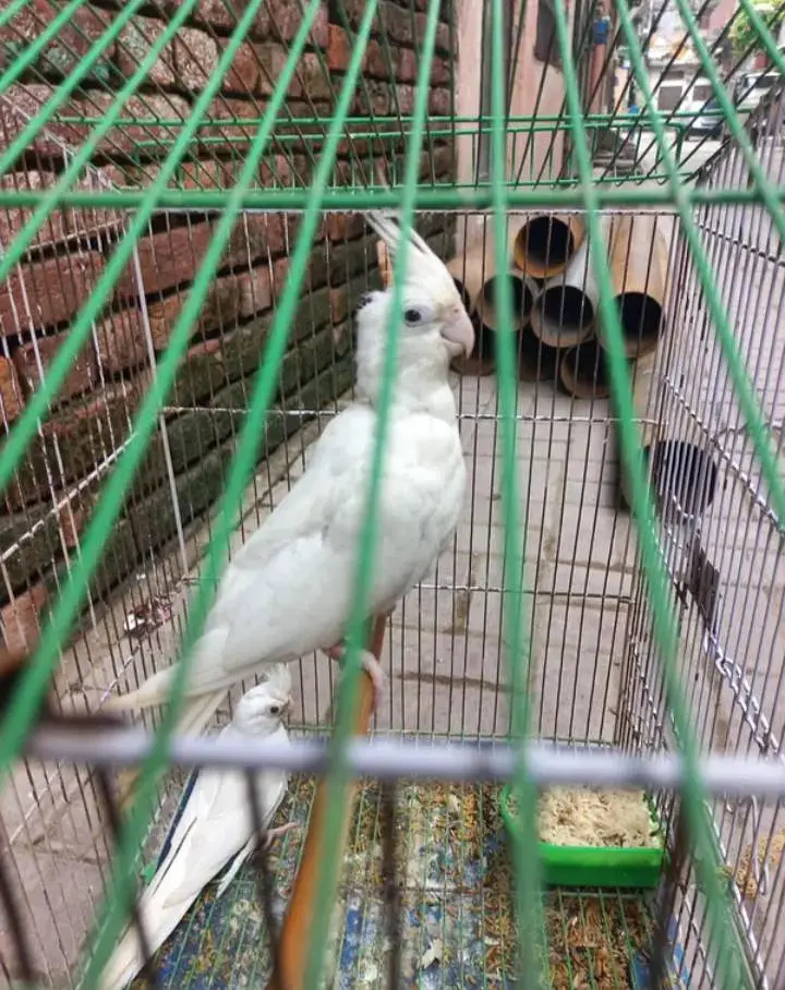 Conure and Eno cocktail — photo 2