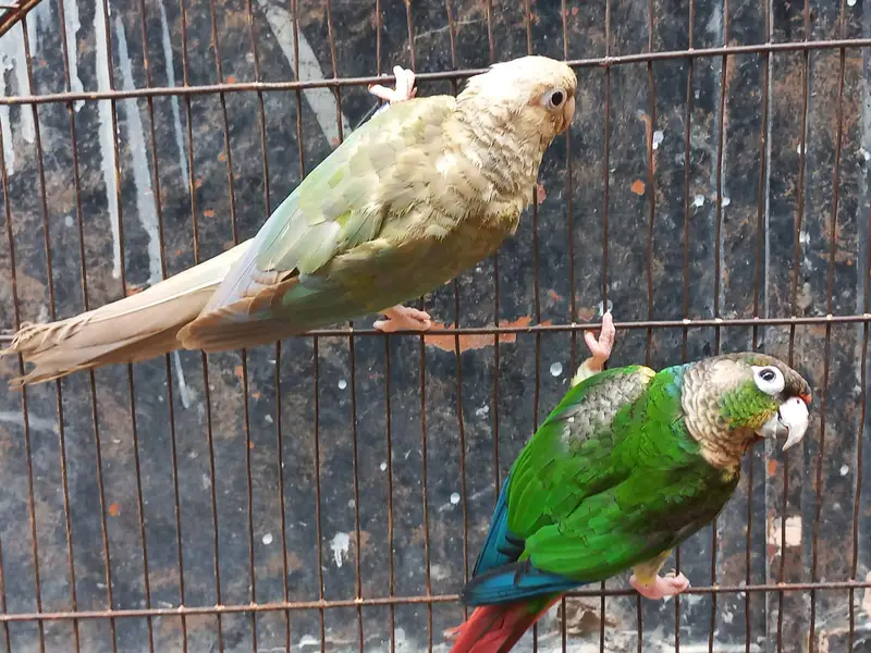 Conure and Eno cocktail — photo 3