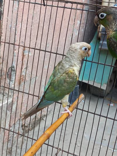 Conure and Eno cocktail