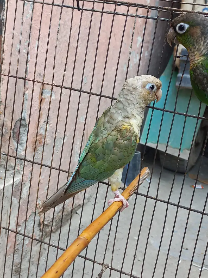 Conure and Eno cocktail — photo 4