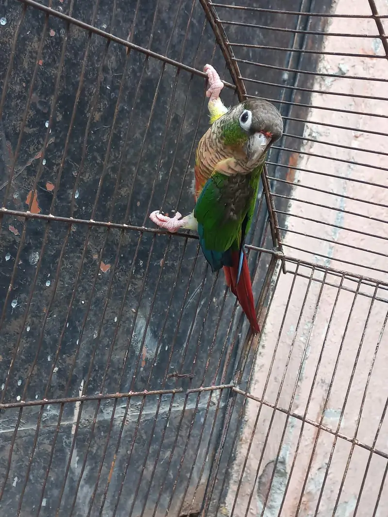 Conure and Eno cocktail — photo 5