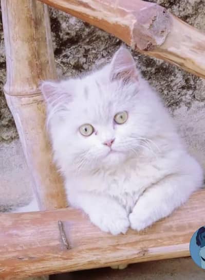 Persian kitten