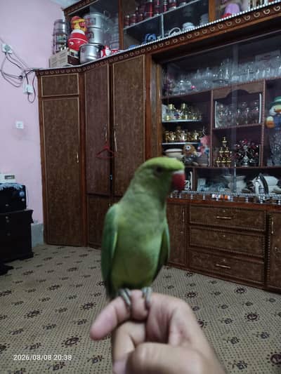 parrots for sell argnt 6000