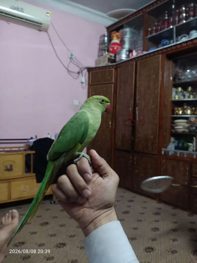 parrots for sell argnt 6000 — photo 2