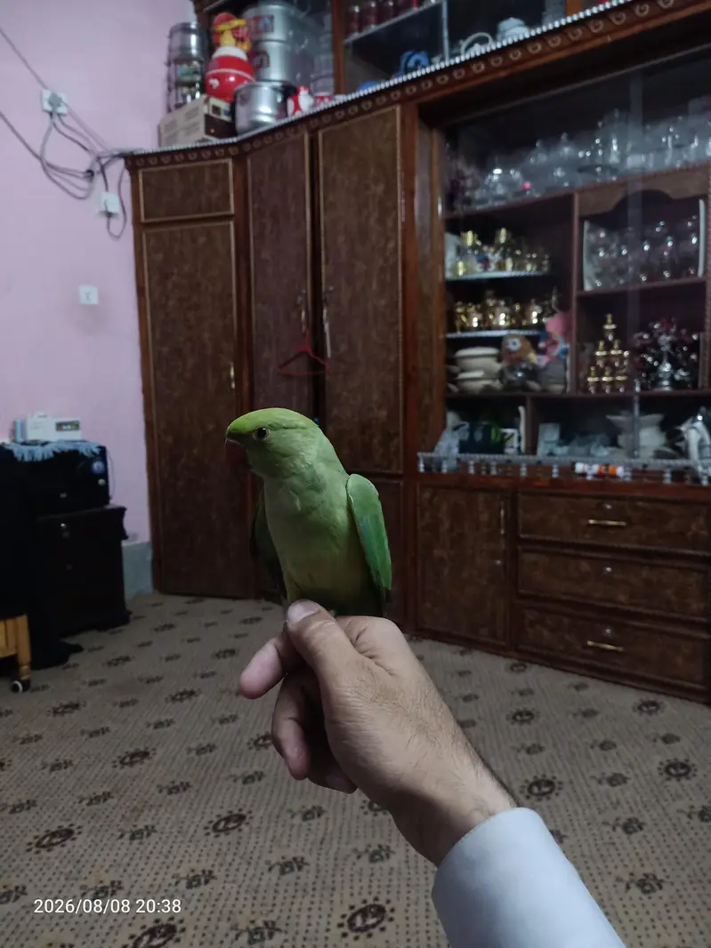 parrots for sell argnt 6000 — photo 3