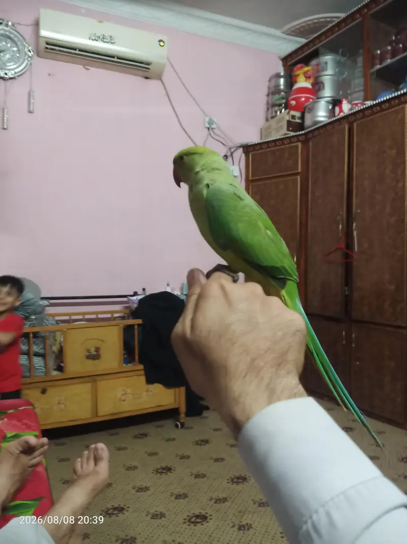 parrots for sell argnt 6000 — photo 4