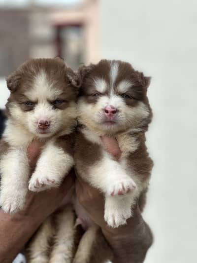 Husky Pups