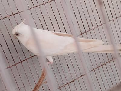 albino male cocktail for sale