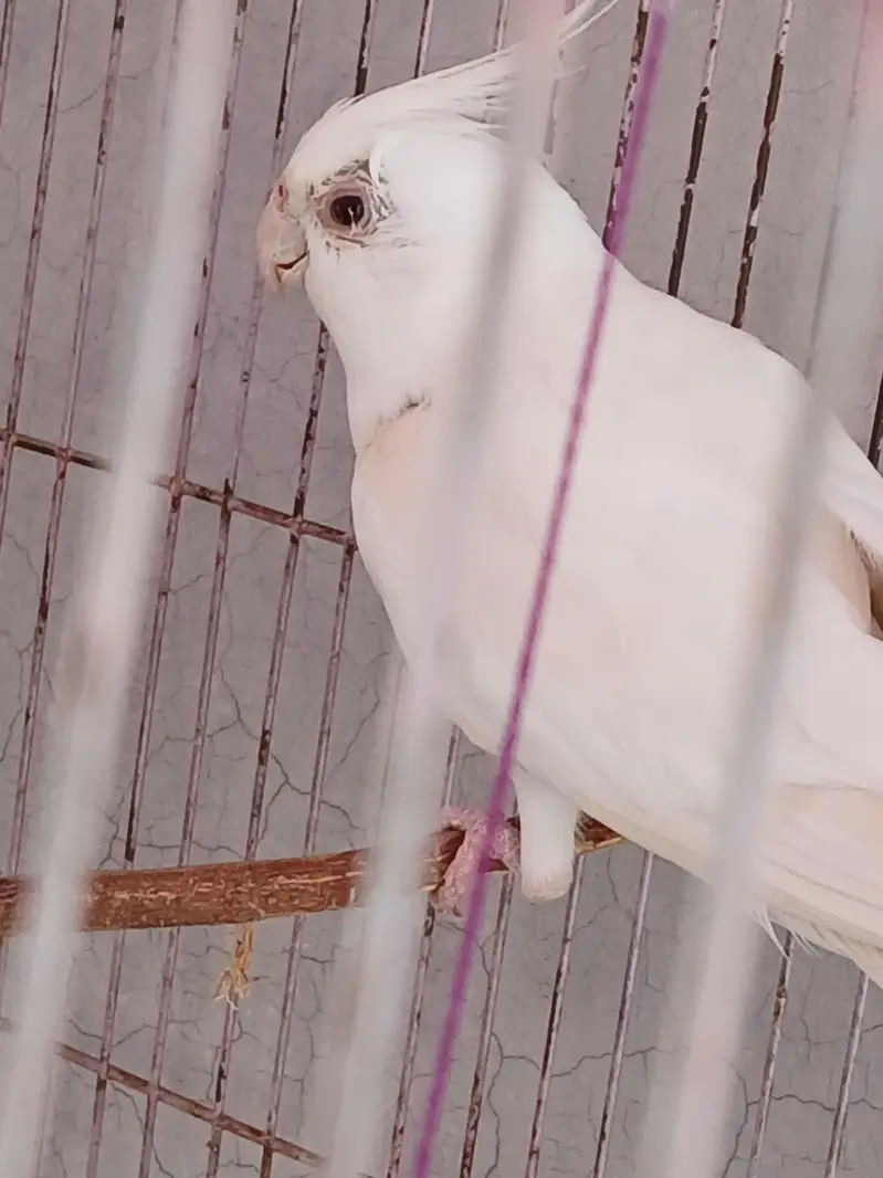 albino male cocktail for sale — photo 2
