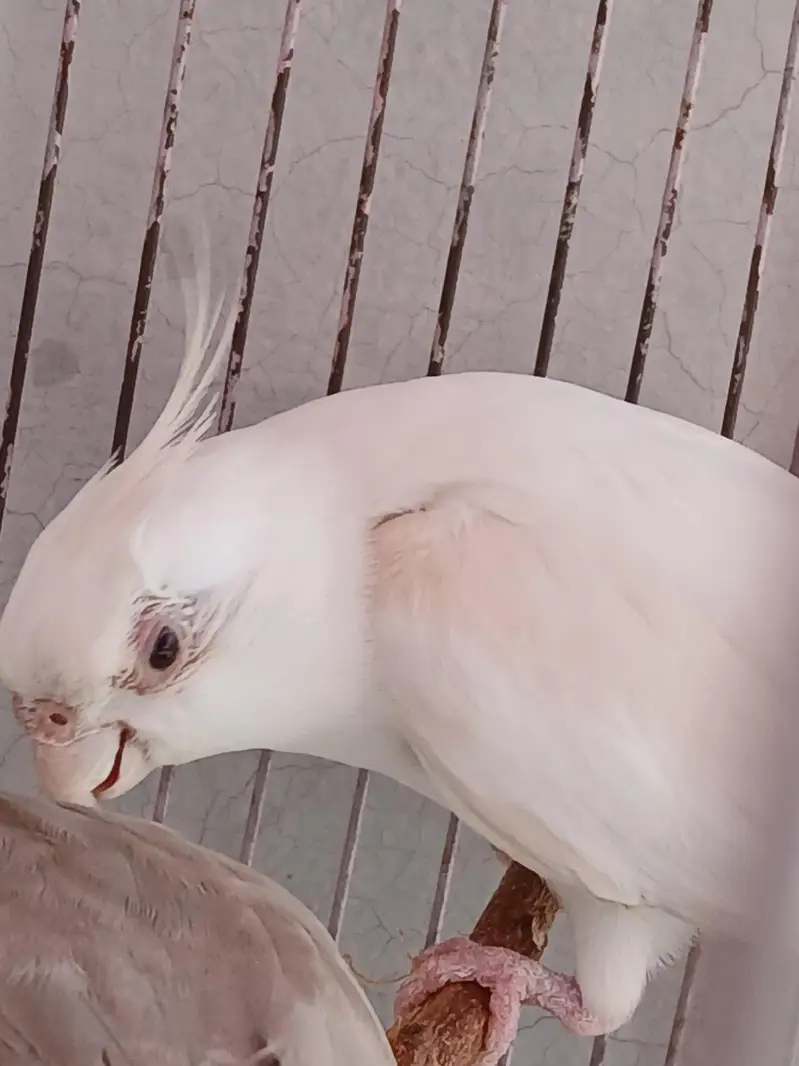 albino male cocktail for sale — photo 3