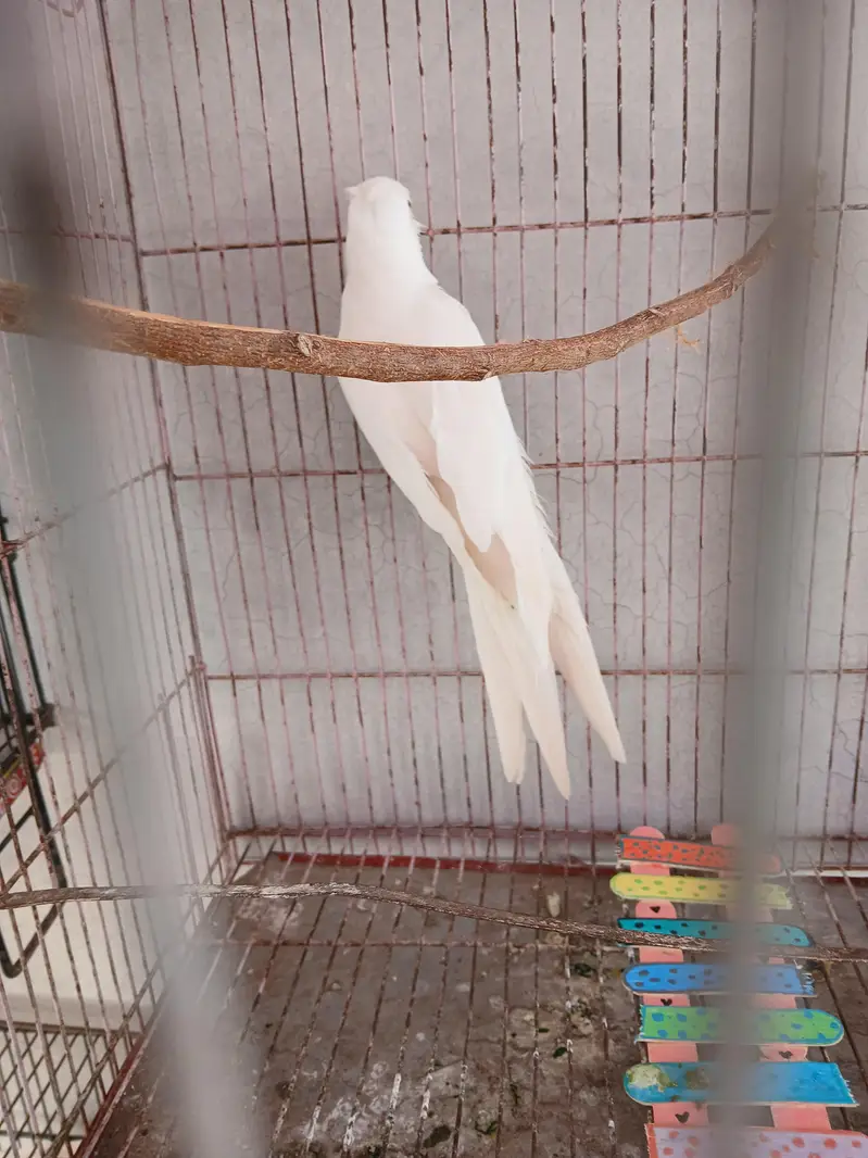 albino male cocktail for sale — photo 4