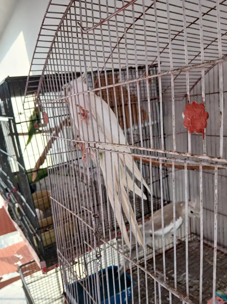 albino male cocktail for sale — photo 5