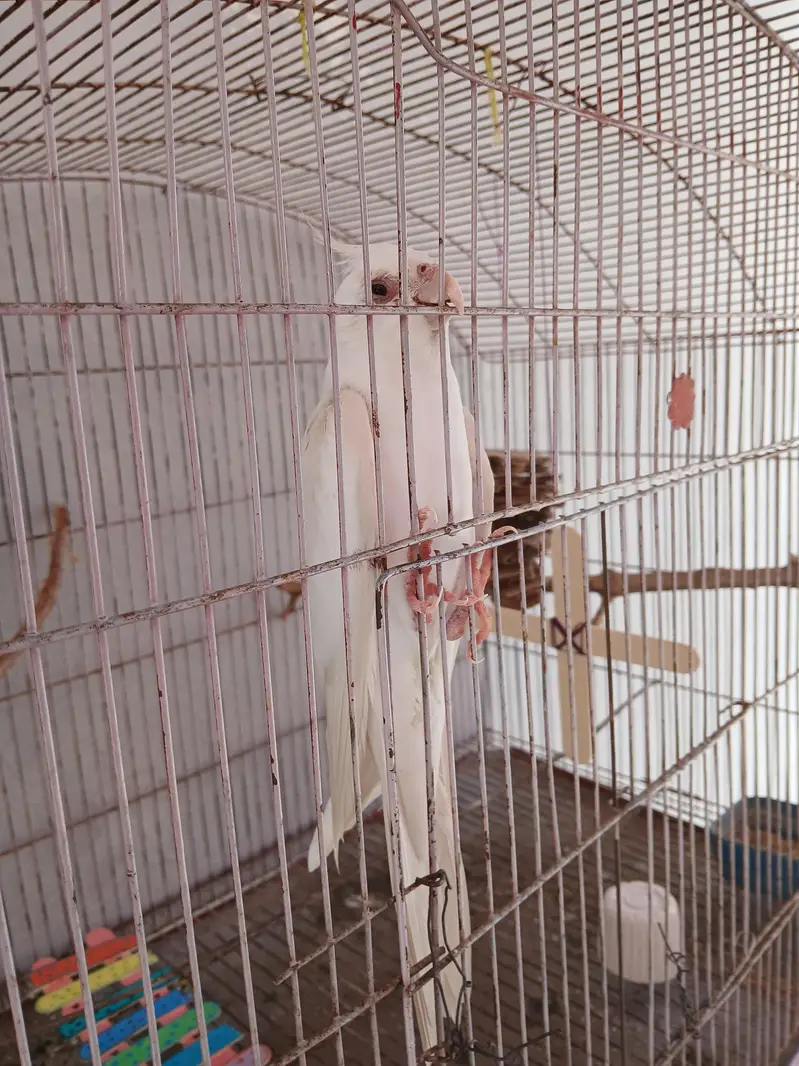 albino male cocktail for sale — photo 6