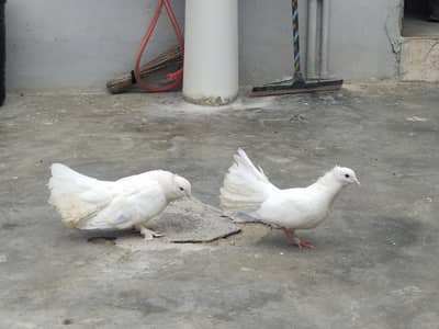 laka pegion