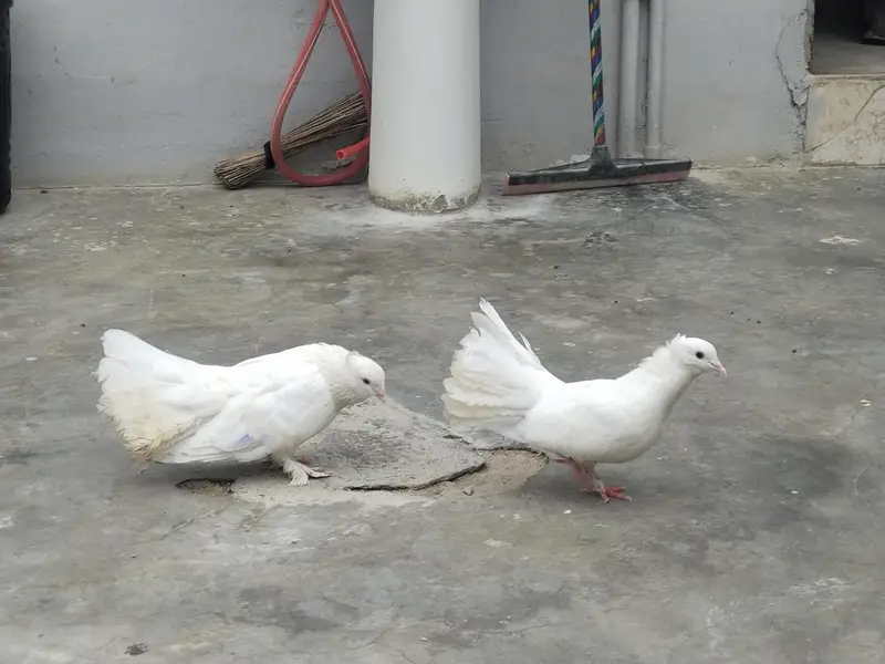 laka pegion