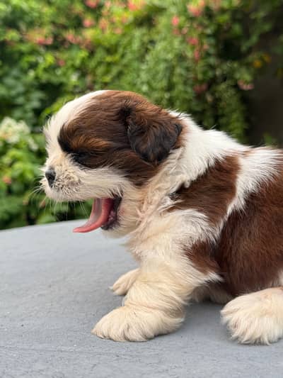 shitzu puppy male