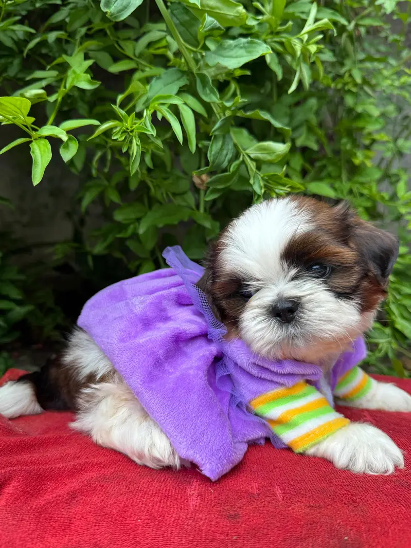 shitzu puppy male — photo 2