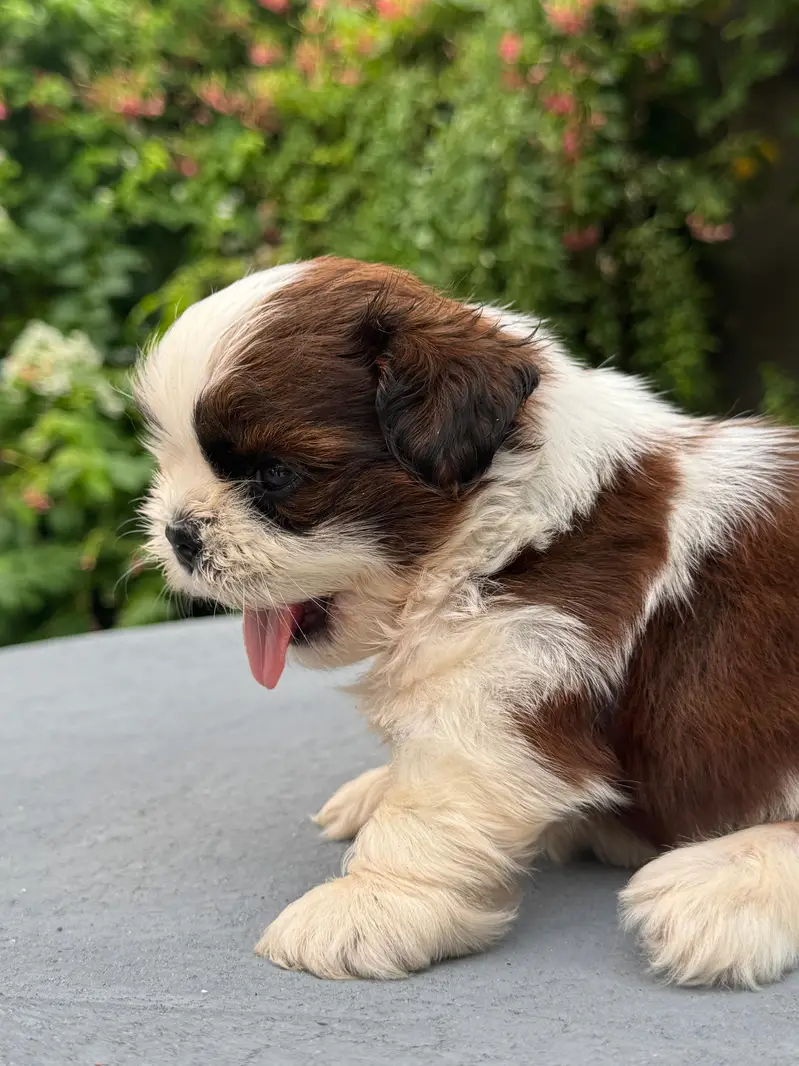 shitzu puppy male — photo 3