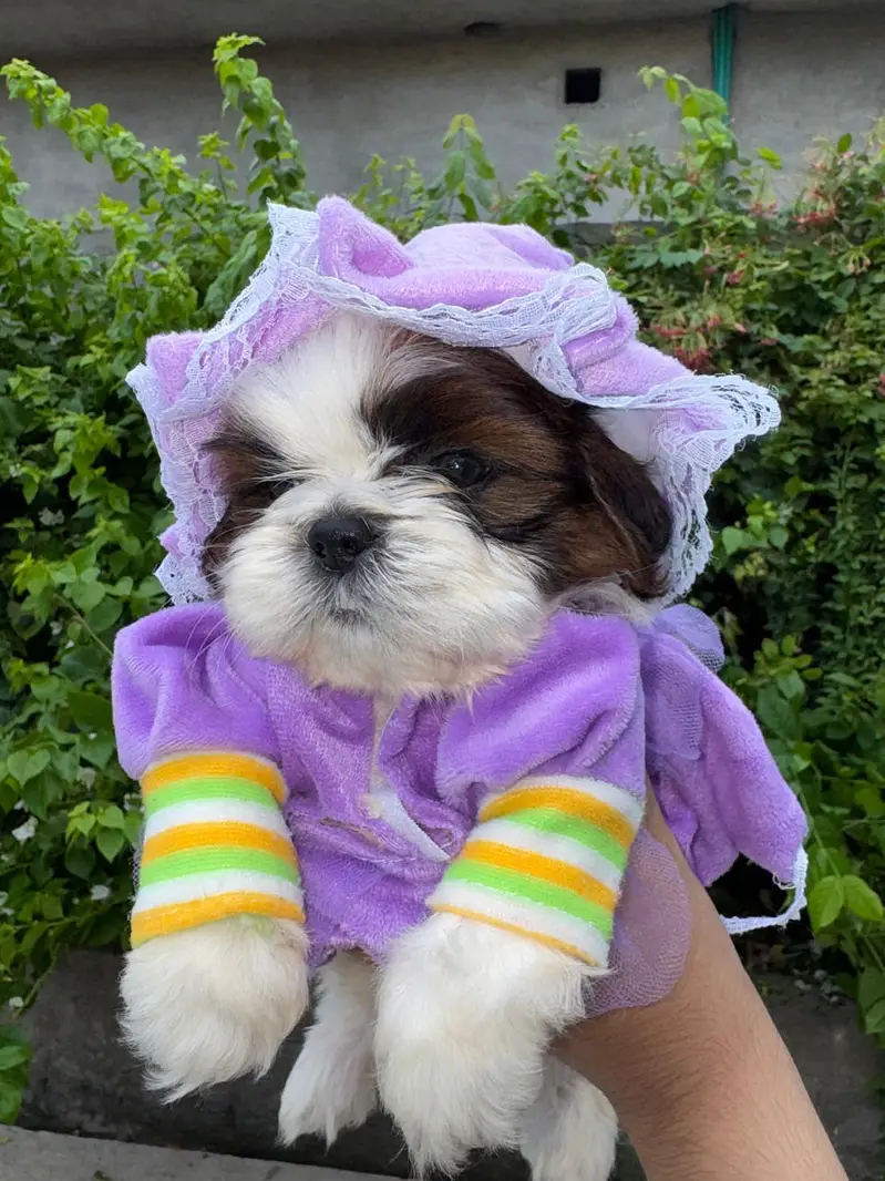 shitzu puppy male — photo 4