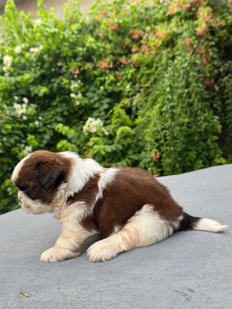 shitzu puppy male — photo 5