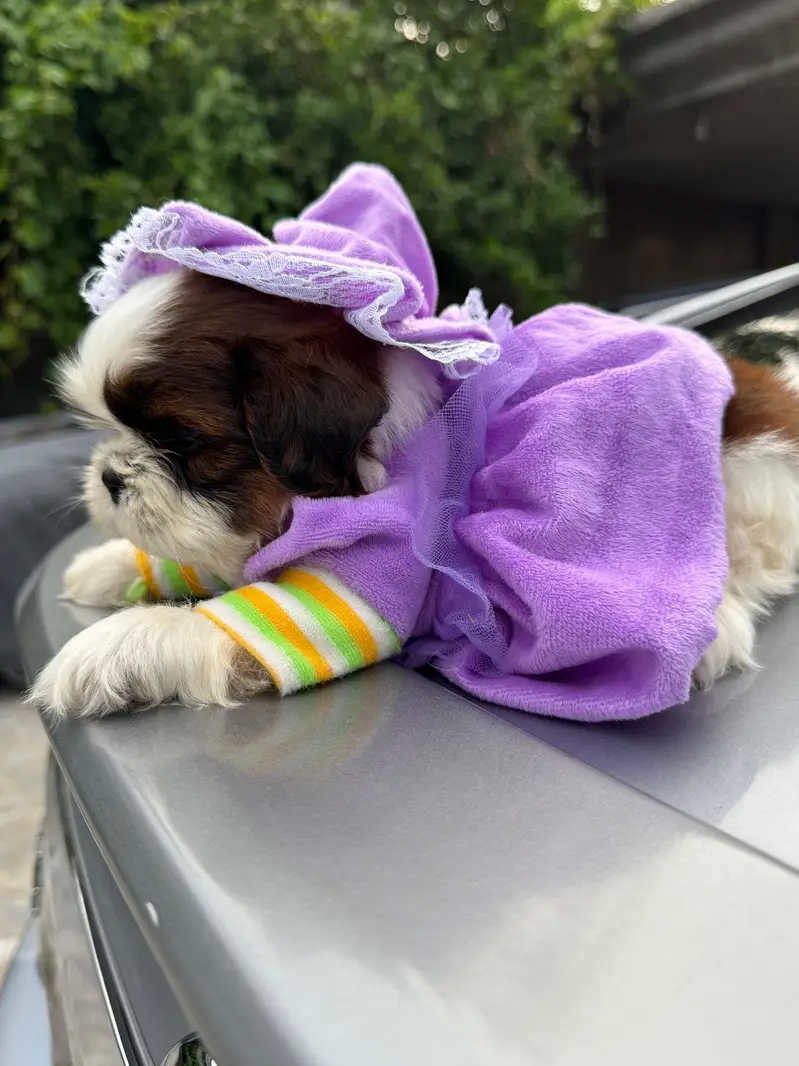 shitzu puppy male — photo 6