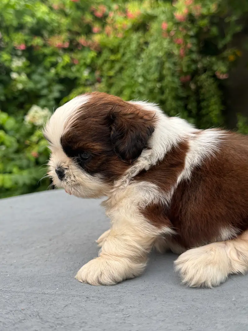 shitzu puppy male — photo 7