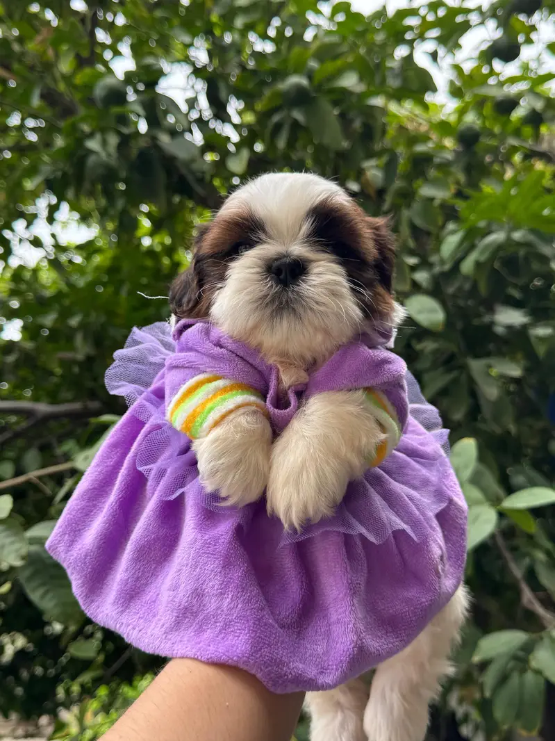 shitzu puppy male — photo 8