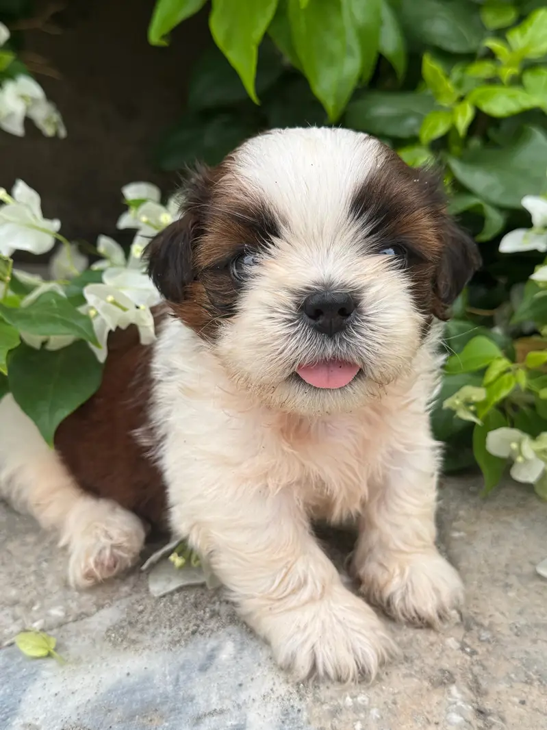shitzu puppy male — photo 9