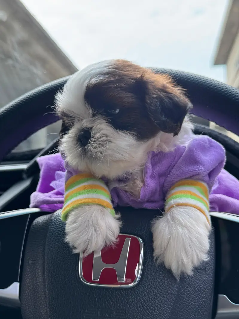 shitzu puppy male — photo 10