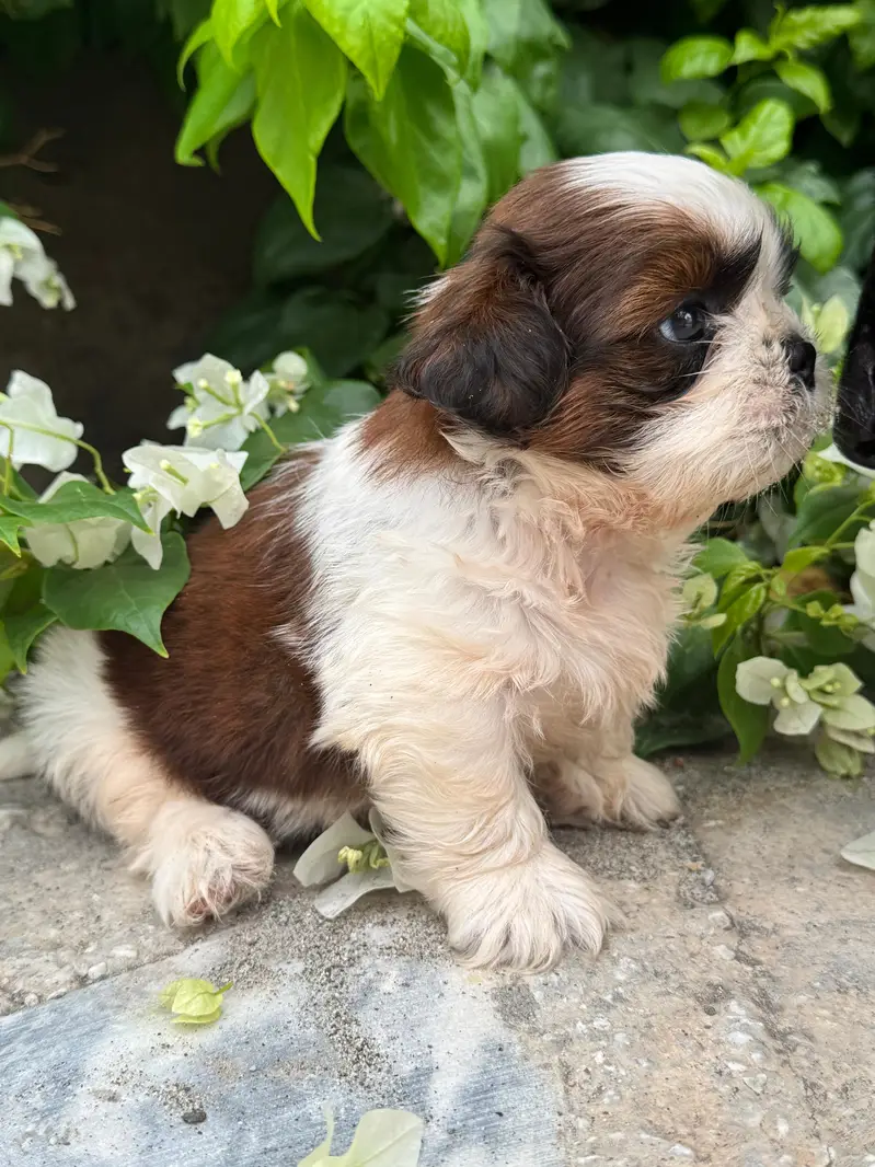 shitzu puppy male — photo 11