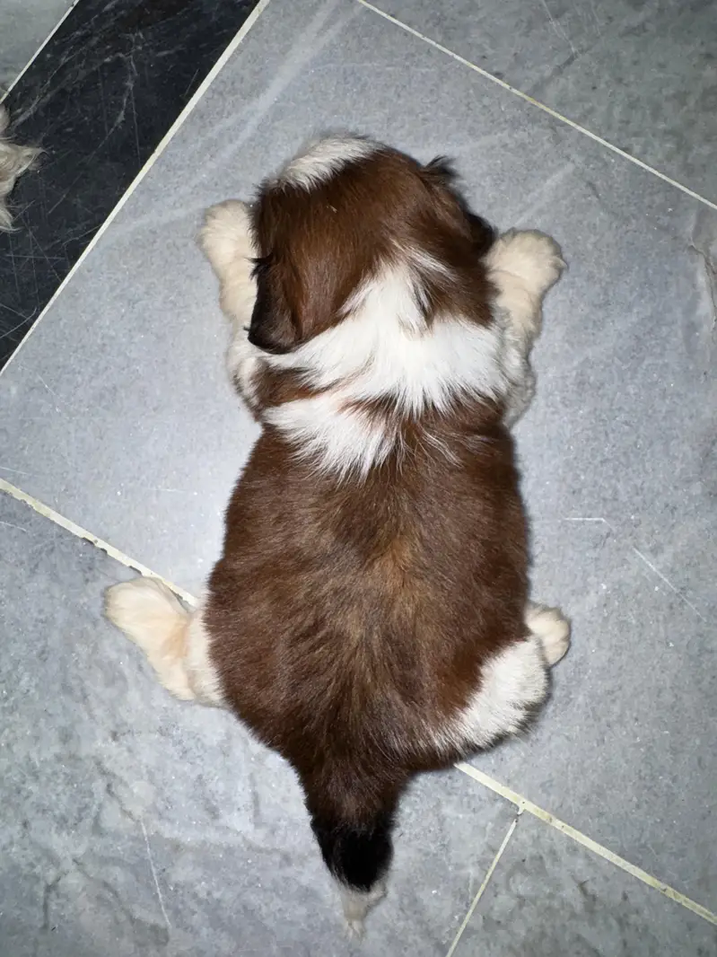shitzu puppy male — photo 12