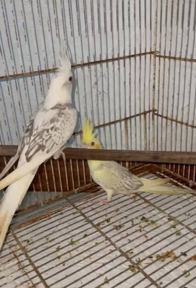 cocktail pair for sell