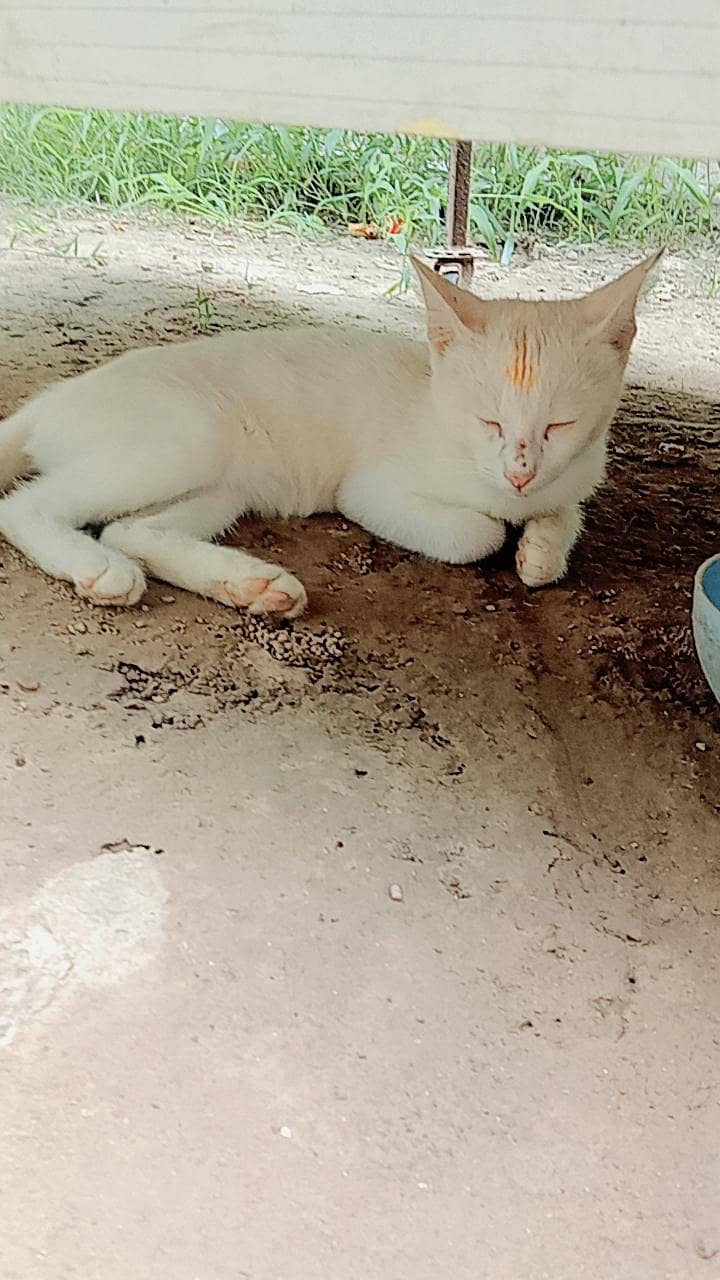 single coat cat 1