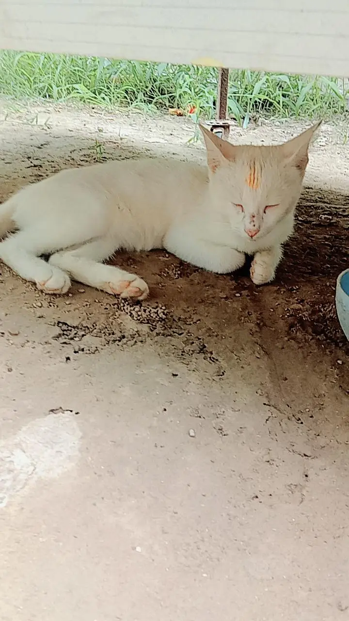 single coat cat — photo 2
