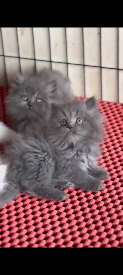 Quality Persian Punch Face cat &kittens 03476305771 WhatsApp