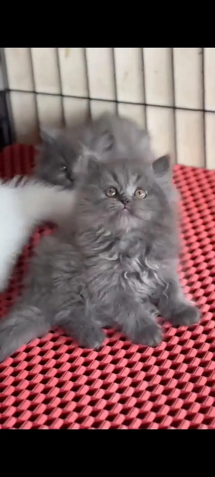 Quality Persian Punch Face cat &kittens 03476305771 WhatsApp — photo 2