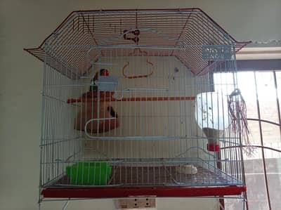 one fisher parrot & two cages with all accesories