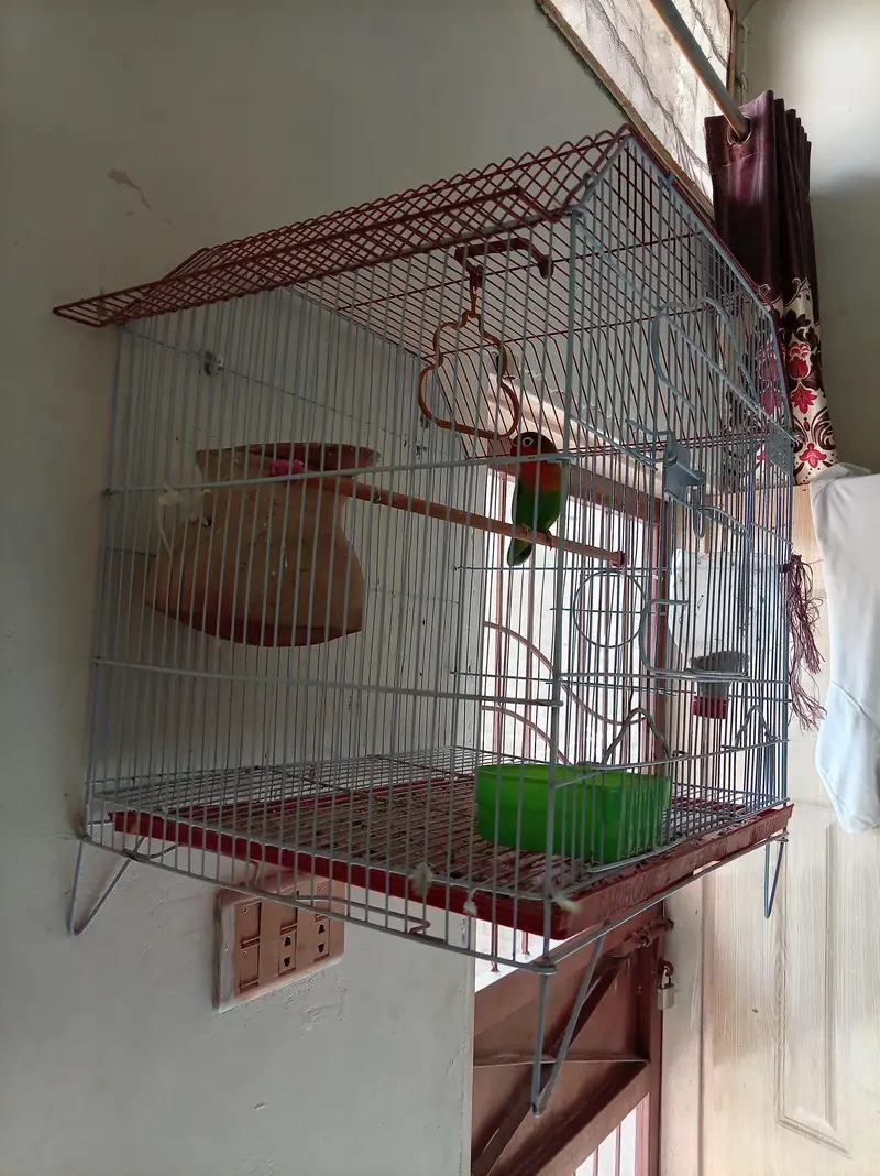 one fisher parrot & two cages with all accesories — photo 2