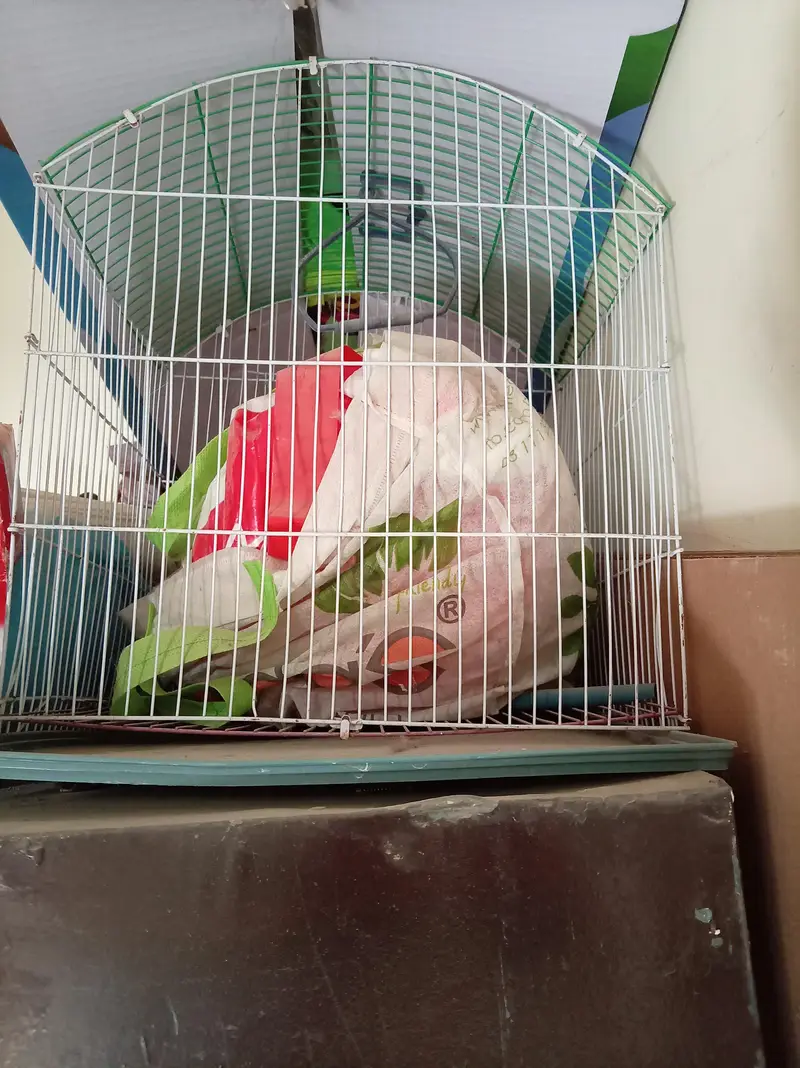 one fisher parrot & two cages with all accesories — photo 3