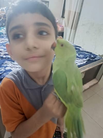 male parrot