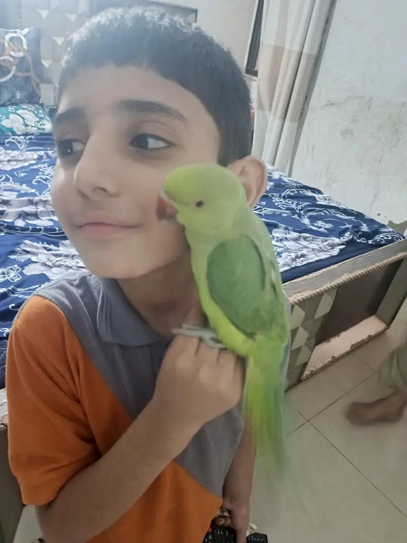male parrot — photo 2
