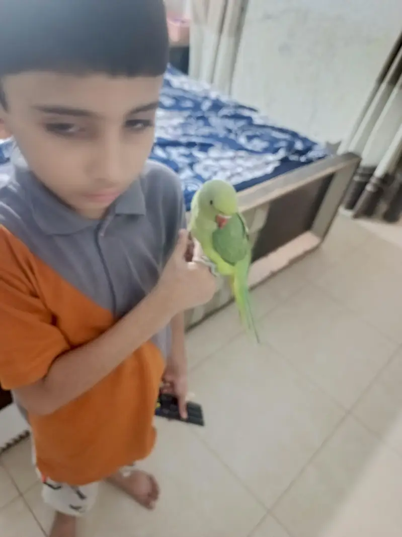 male parrot — photo 3