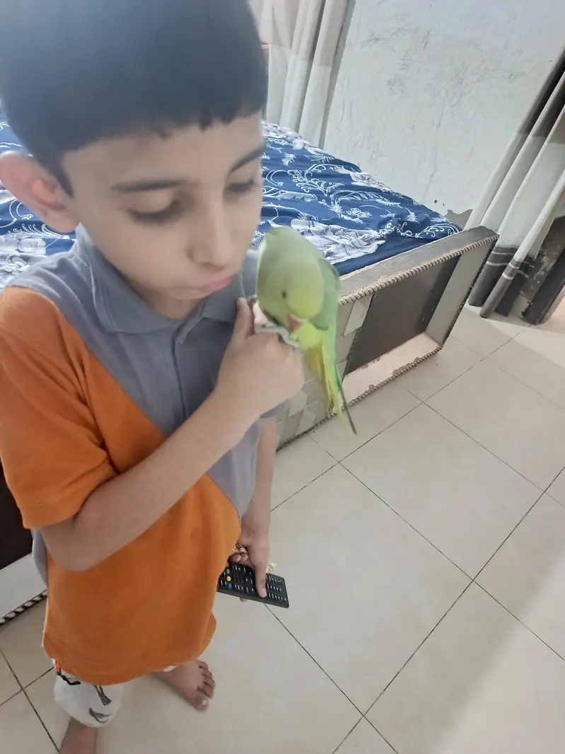 male parrot — photo 4