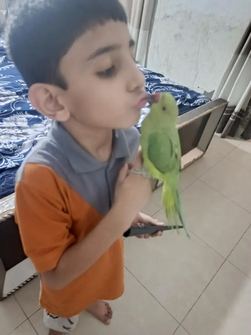 male parrot — photo 5