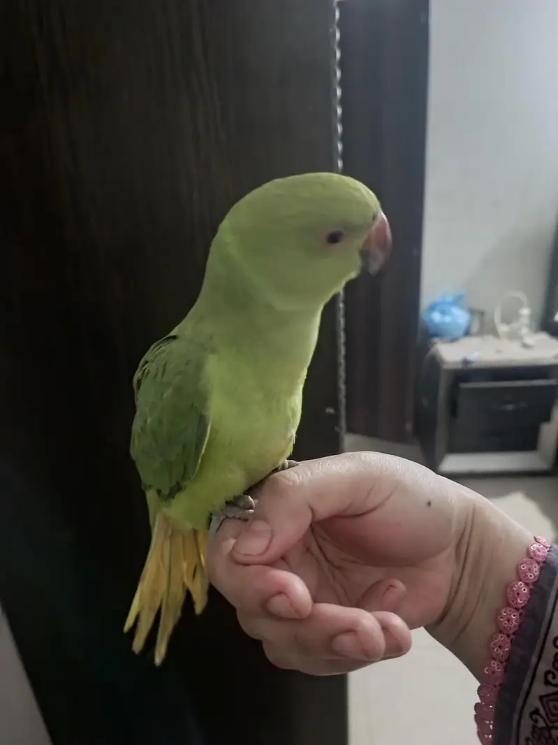 male parrot — photo 6