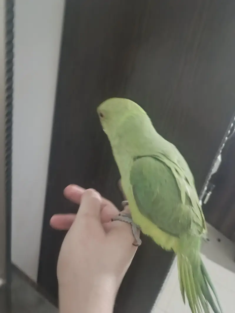 male parrot — photo 7